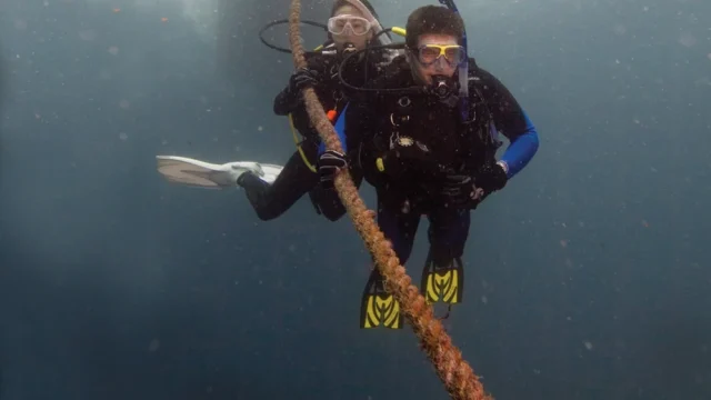 The Dive Company 2